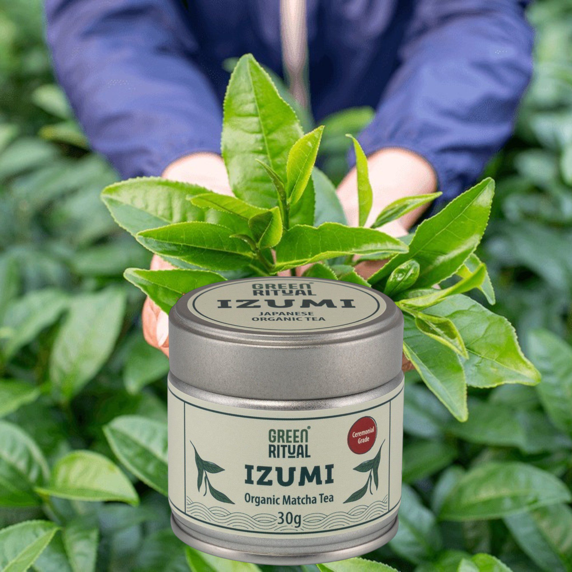 Ceremonial Matcha – Bio Japan (30g) – Steinvermahlen, Erste Ernte – Vegan – Bild 6